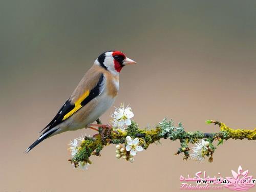 پرندگان زیبا